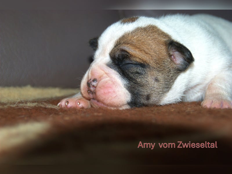 Bulldogs vom Zwieseltal