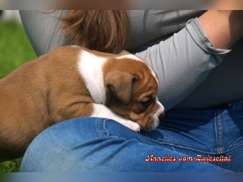 Bulldogs vom Zwieseltal