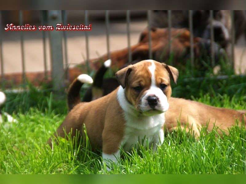 Bulldogs vom Zwieseltal