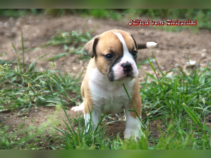 Bulldogs vom Zwieseltal