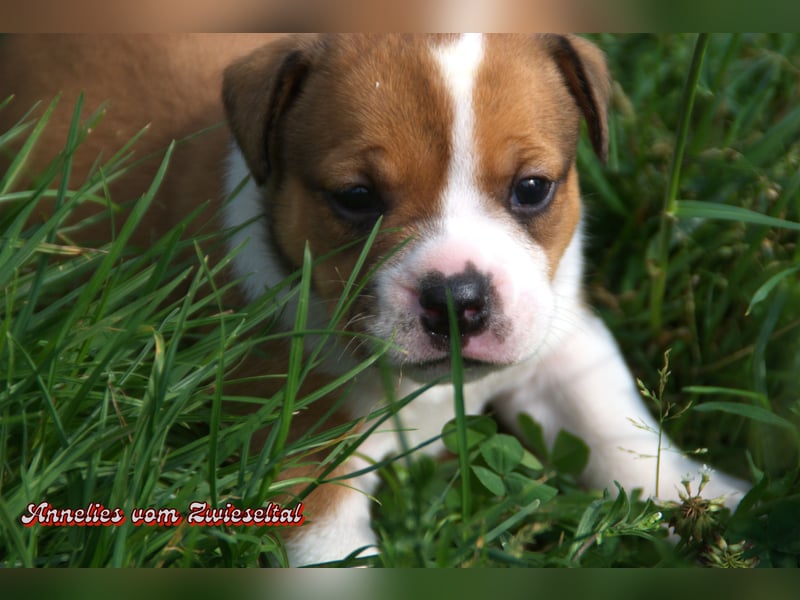 Bulldogs vom Zwieseltal