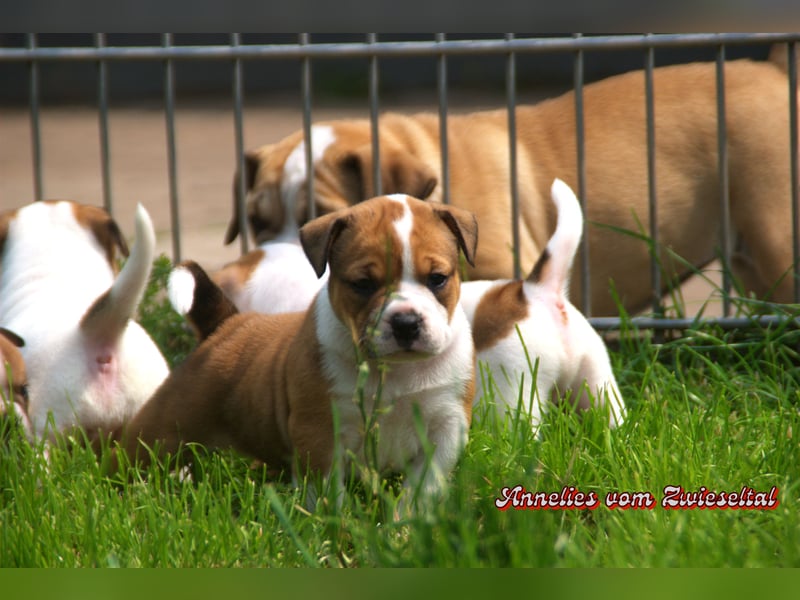 Bulldogs vom Zwieseltal
