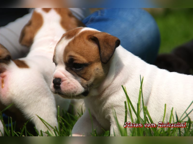 Bulldogs vom Zwieseltal