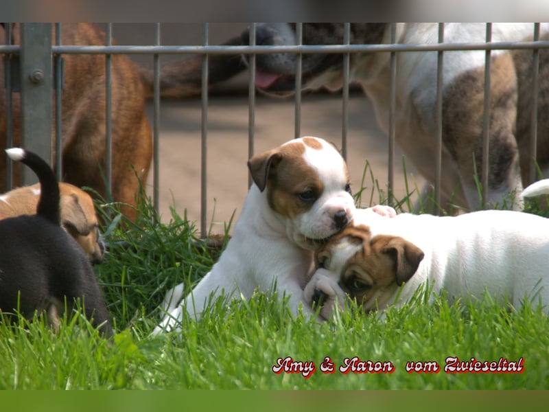 Bulldogs vom Zwieseltal