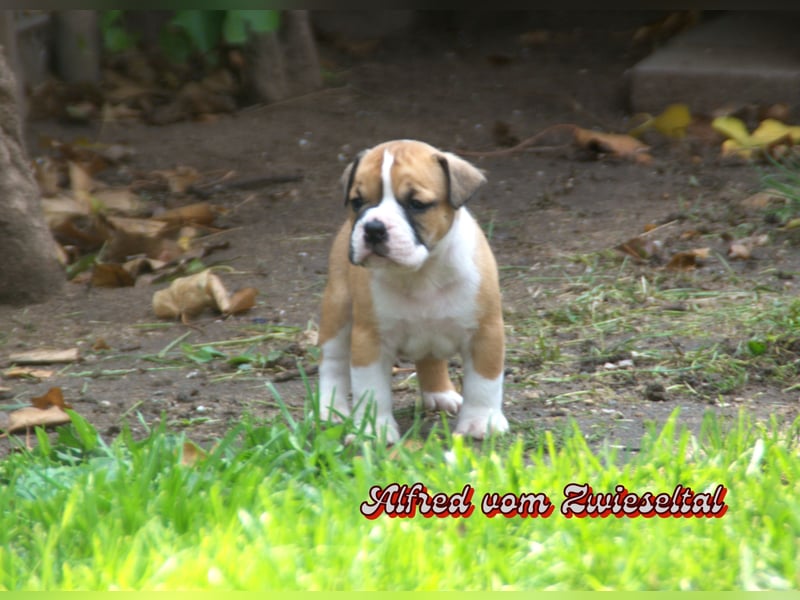 Bulldogs vom Zwieseltal