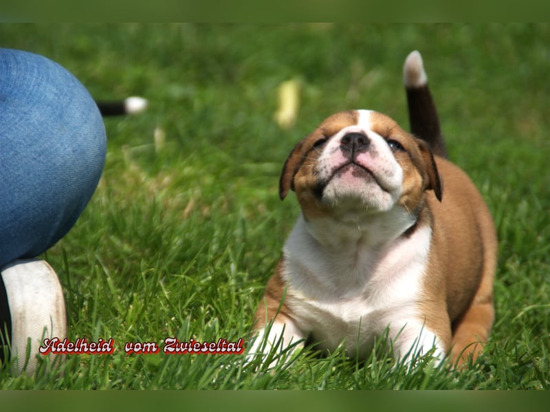 Bulldogs vom Zwieseltal