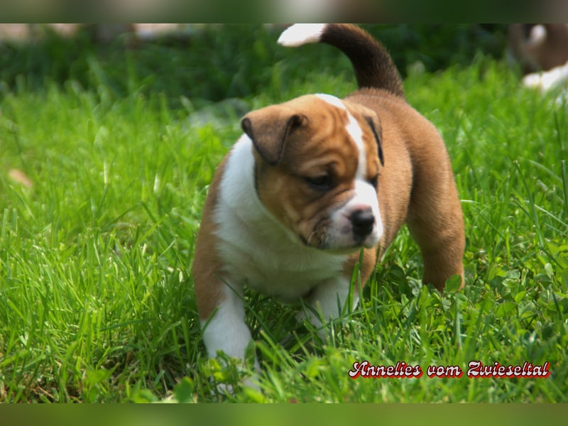 Bulldogs vom Zwieseltal