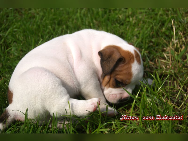 Bulldogs vom Zwieseltal