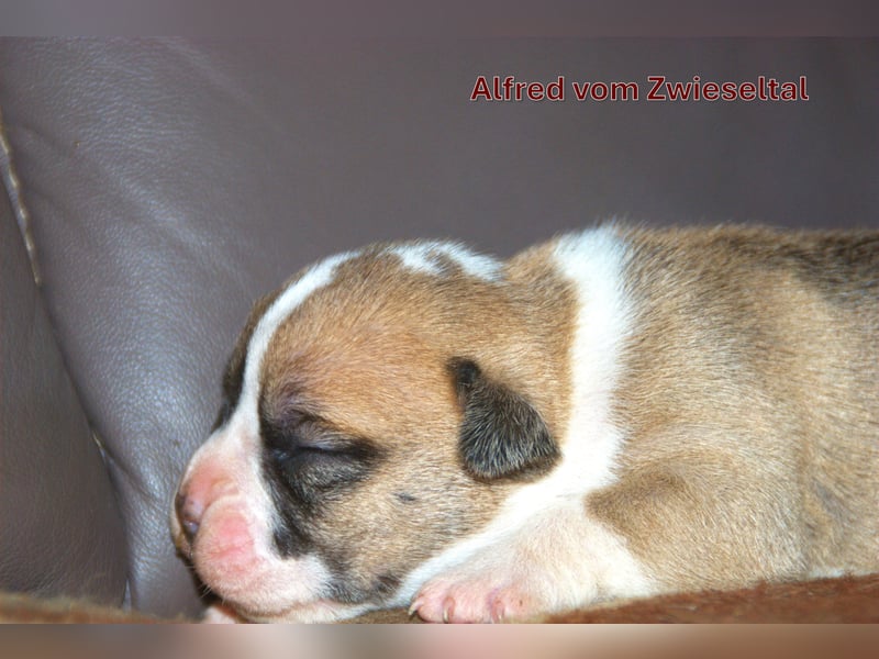 Bulldogs vom Zwieseltal