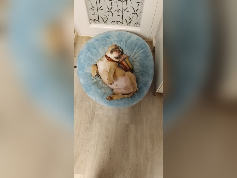 Lieber Rüde sucht ein neues zuhause