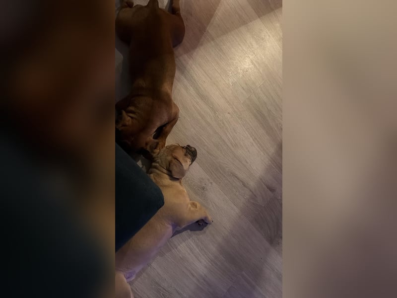 Lieber Rüde sucht ein neues zuhause