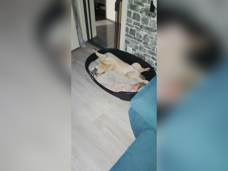 Lieber Rüde sucht ein neues zuhause