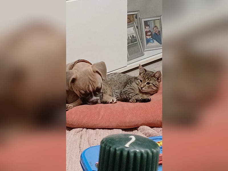 Lieber Rüde sucht ein neues zuhause