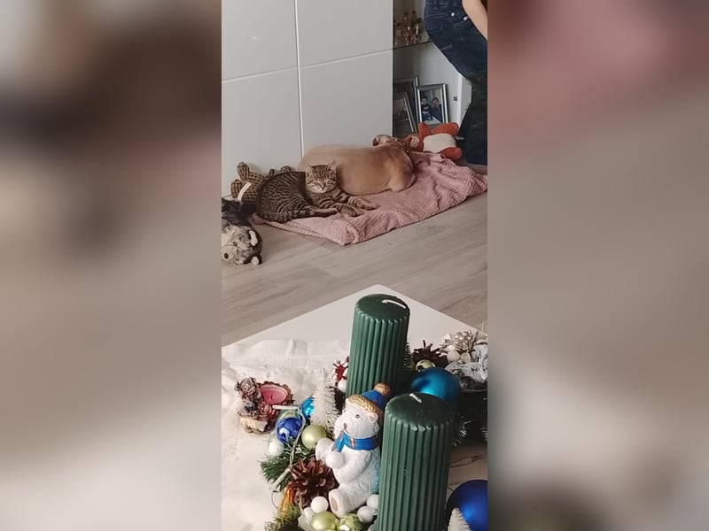 Lieber Rüde sucht ein neues zuhause