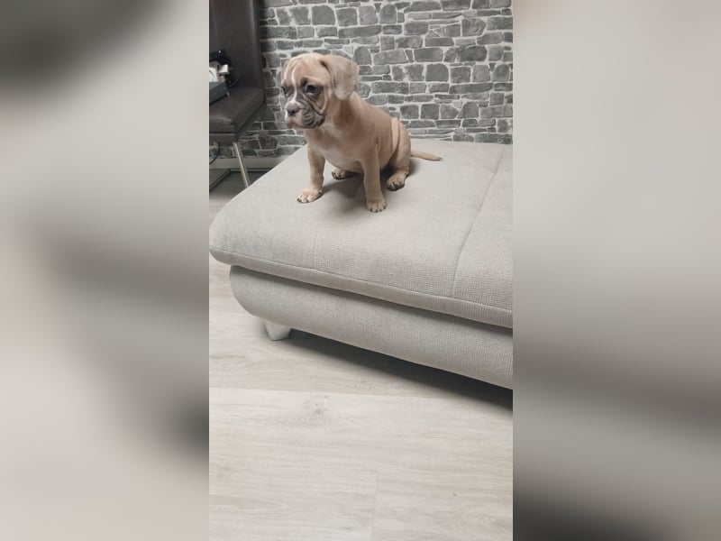 Lieber Rüde sucht ein neues zuhause