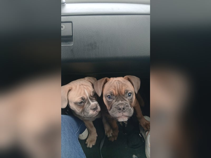 Lieber Rüde sucht ein neues zuhause