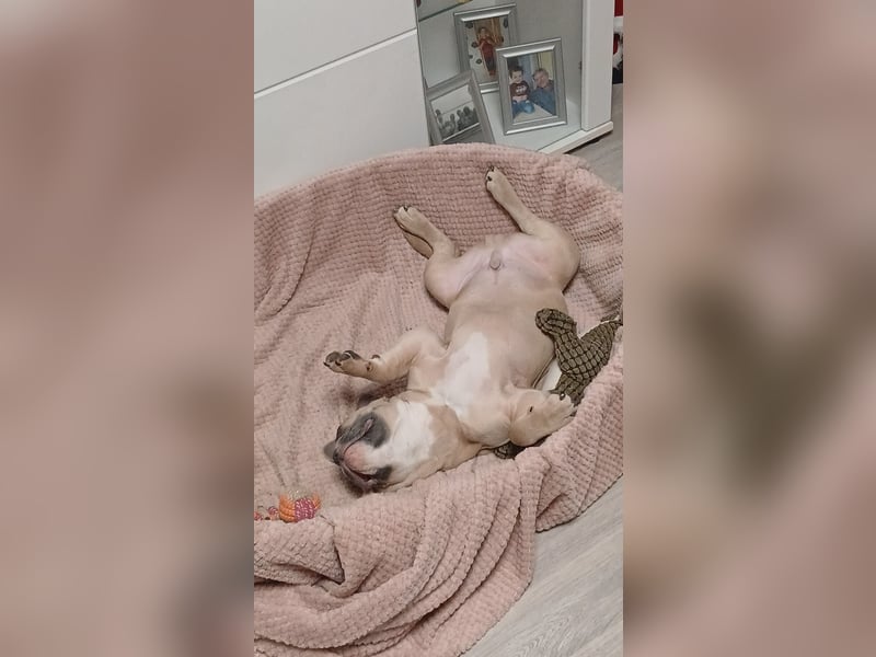 Lieber Rüde sucht ein neues zuhause