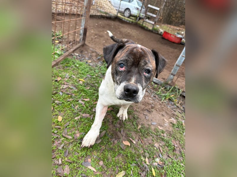 Stevie Wonder BE – ein schüchterner Schatz sucht sein Körbchen