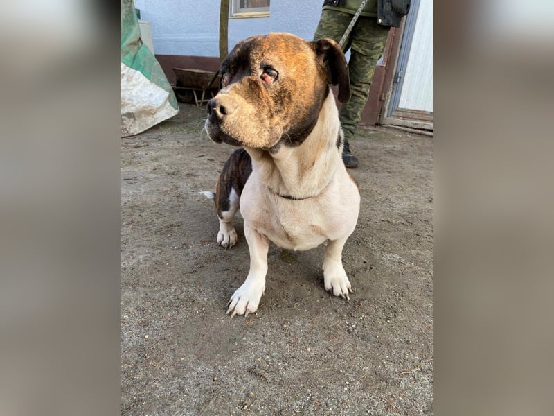 Stevie Wonder BE – ein schüchterner Schatz sucht sein Körbchen