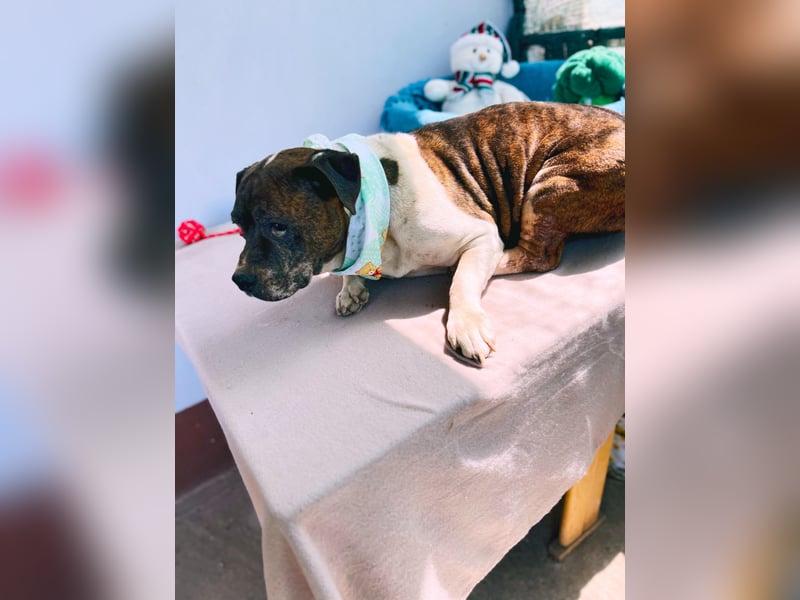 Stevie Wonder BE – ein schüchterner Schatz sucht sein Körbchen