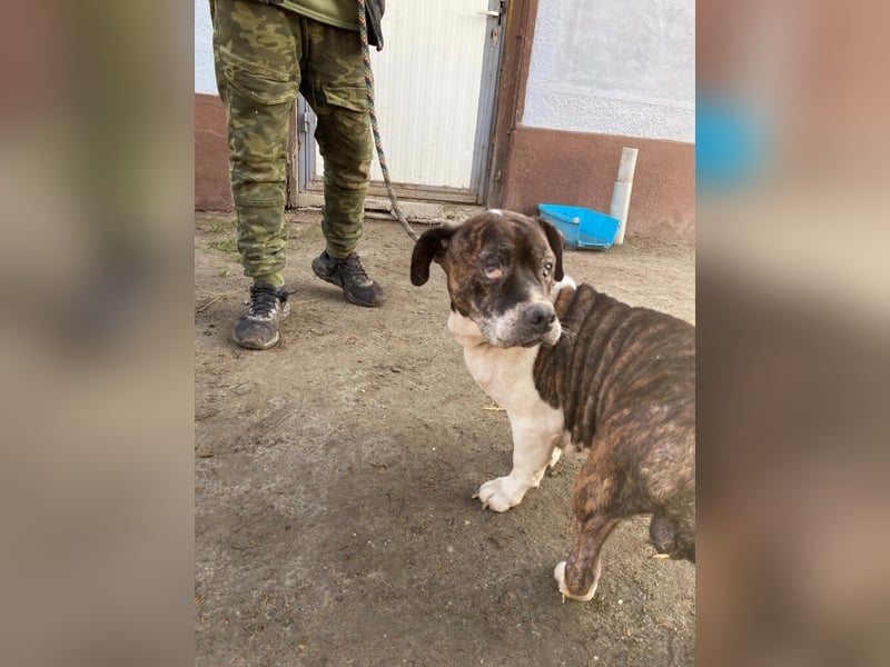 Stevie Wonder BE – ein schüchterner Schatz sucht sein Körbchen