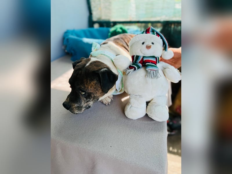 Stevie Wonder BE – ein schüchterner Schatz sucht sein Körbchen