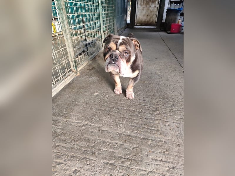 THOMAS - wer  schenkt dem lieben, lustigen und menschenbezogenen Rüden ein tolles Zuhause?