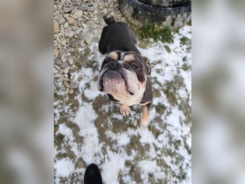 THOMAS - wer  schenkt dem lieben, lustigen und menschenbezogenen Rüden ein tolles Zuhause?