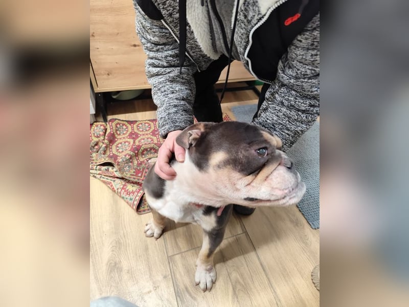 THOMAS - wer  schenkt dem lieben, lustigen und menschenbezogenen Rüden ein tolles Zuhause?