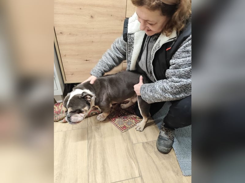 THOMAS - wer  schenkt dem lieben, lustigen und menschenbezogenen Rüden ein tolles Zuhause?