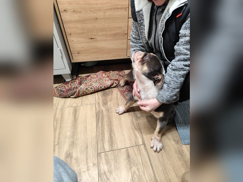 THOMAS - wer  schenkt dem lieben, lustigen und menschenbezogenen Rüden ein tolles Zuhause?