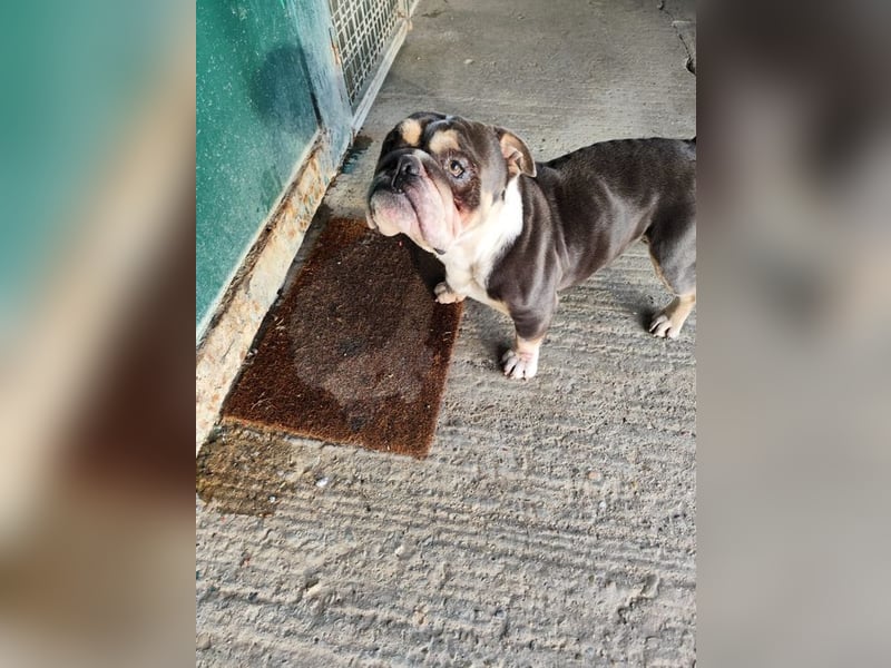 THOMAS - wer  schenkt dem lieben, lustigen und menschenbezogenen Rüden ein tolles Zuhause?