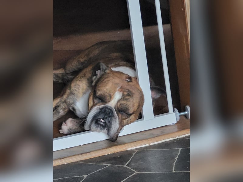 ENGLISCHE BULLDOGGE/BOXERMIX