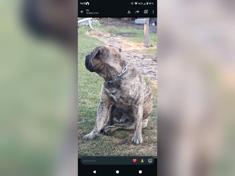 Suche neues Zuhause für English Bulldog Mix