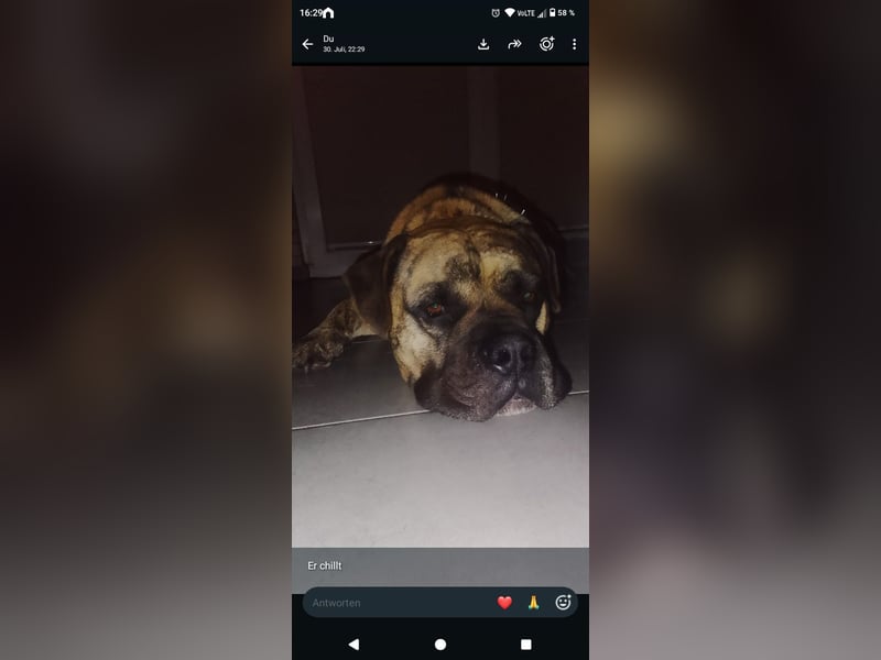 Suche neues Zuhause für English Bulldog Mix