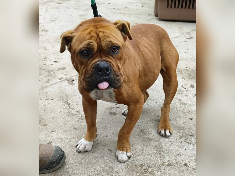 Nirmala KK – liebe Bulldoggenmix-Hündin sucht erfahrenes Zuhause 