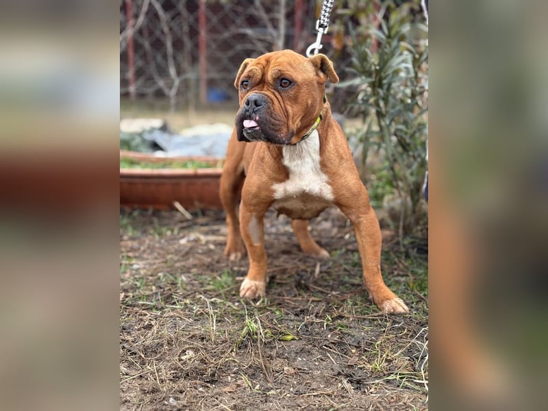 Nirmala KK – liebe Bulldoggenmix-Hündin sucht erfahrenes Zuhause 