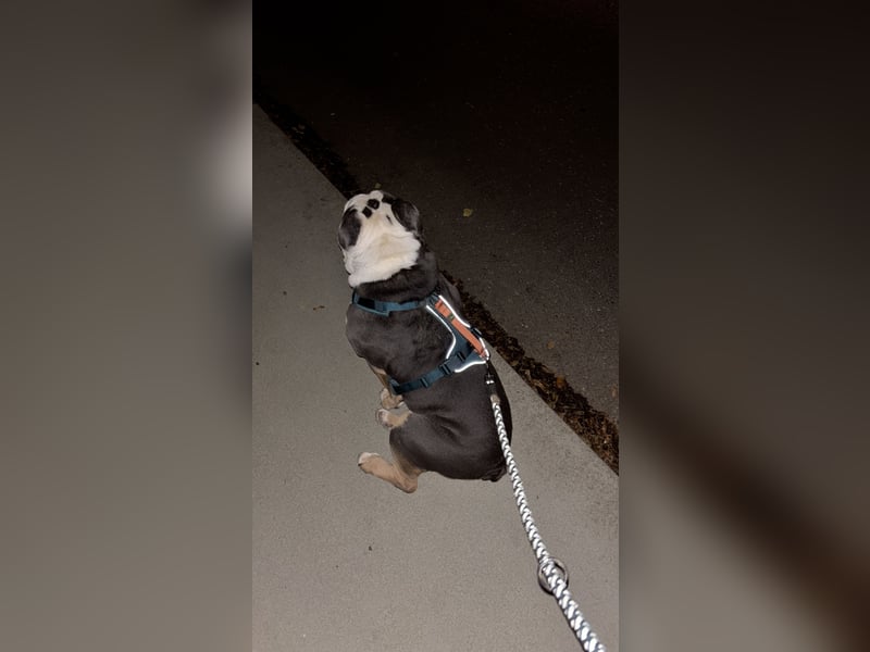 Englische Bulldogge