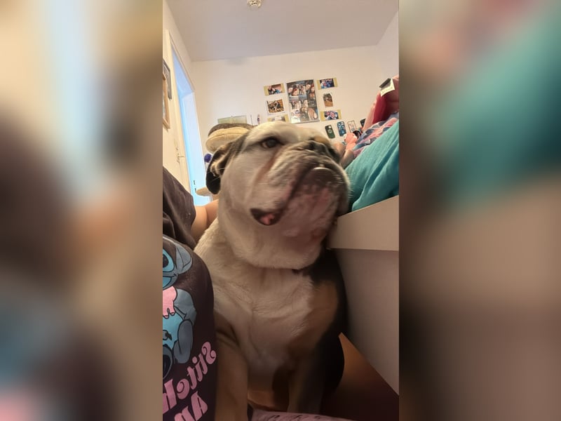 Englische Bulldogge