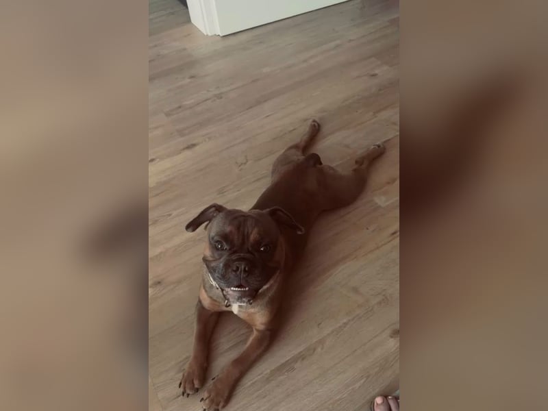 Lieber Hund sucht neues Zuhause