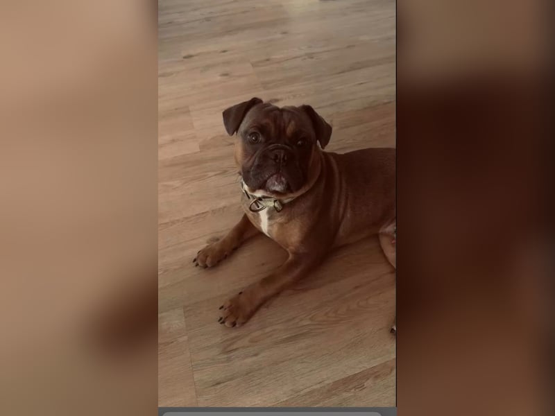 Lieber Hund sucht neues Zuhause