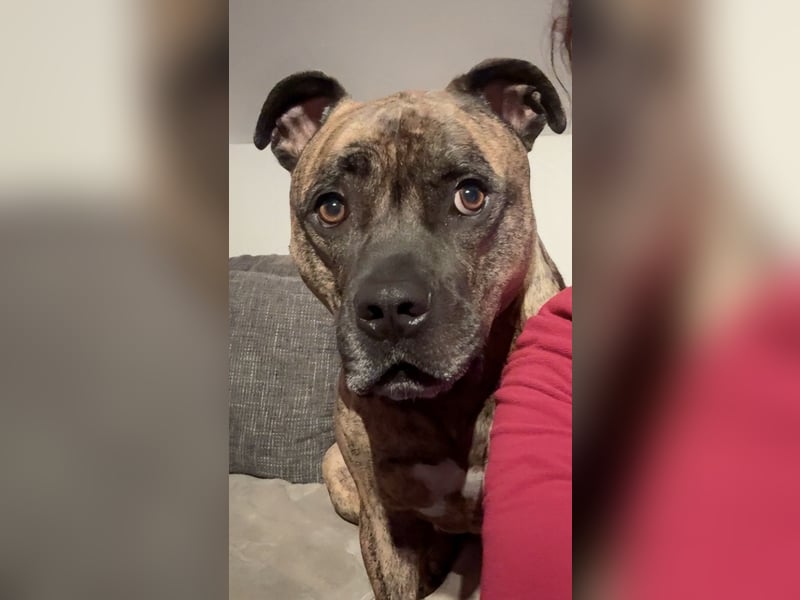 Old englisch Bulldogge / American Bulldogge Mix