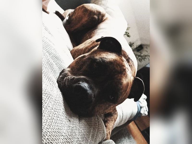 Old englisch Bulldogge / American Bulldogge Mix
