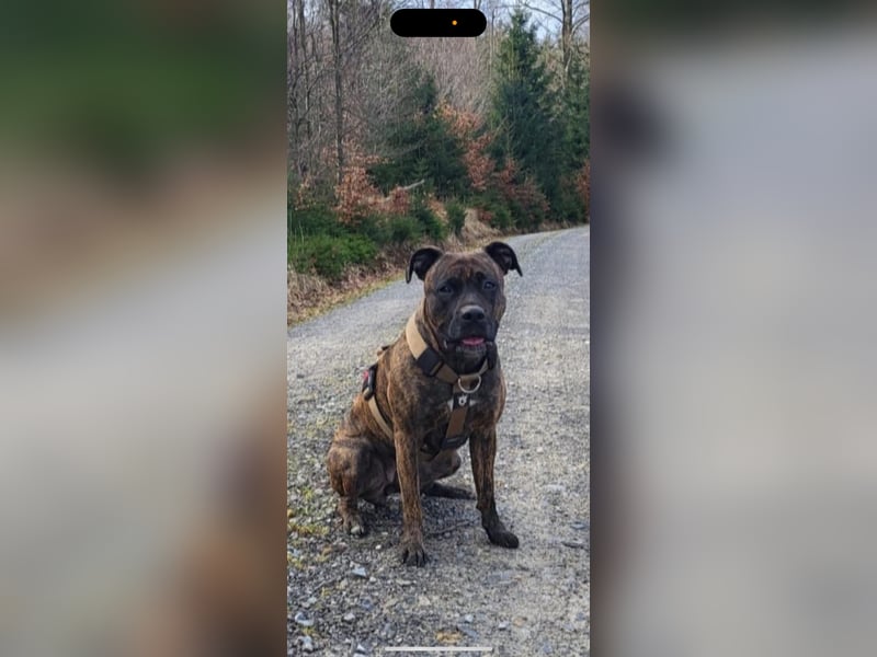 Old englisch Bulldogge / American Bulldogge Mix