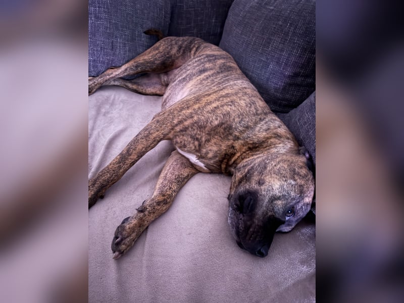 Old englisch Bulldogge / American Bulldogge Mix