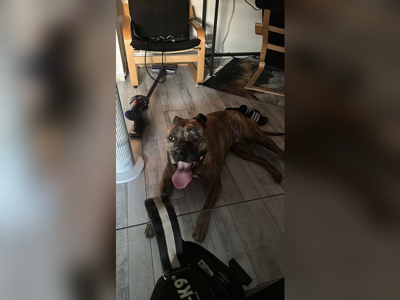 Old englisch Bulldogge / American Bulldogge Mix