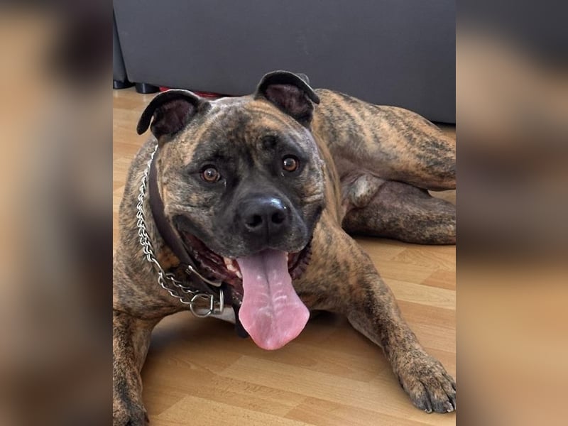 Old englisch Bulldogge / American Bulldogge Mix