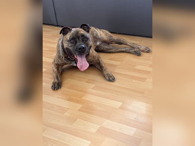 Old englisch Bulldogge / American Bulldogge Mix