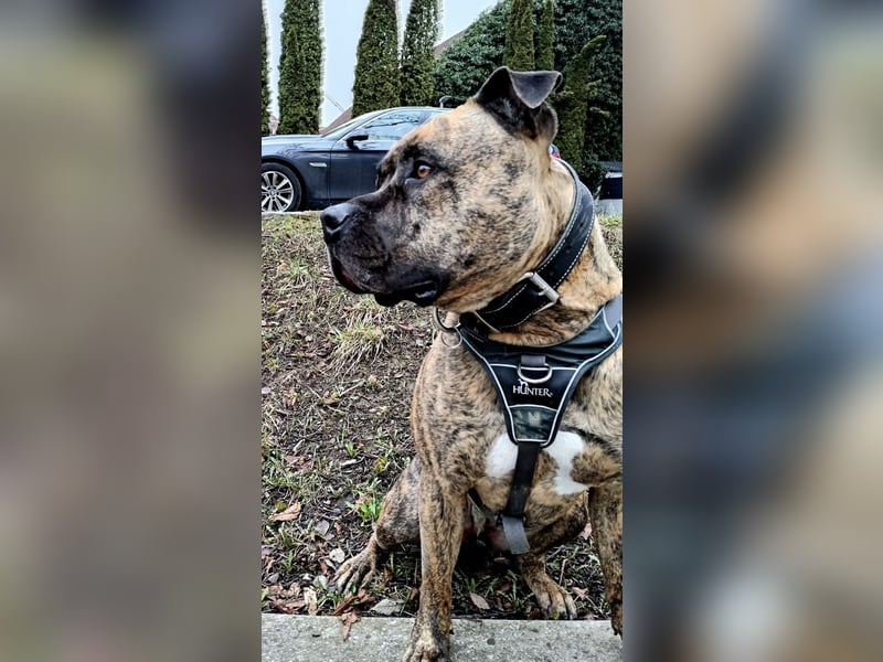 Old englisch Bulldogge / American Bulldogge Mix
