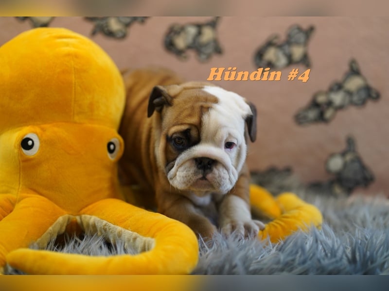 Wunderschöne & Freiatmende Englische Bulldogge Babys
